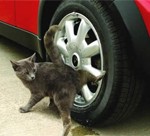 Любовь кошки к автомобилю